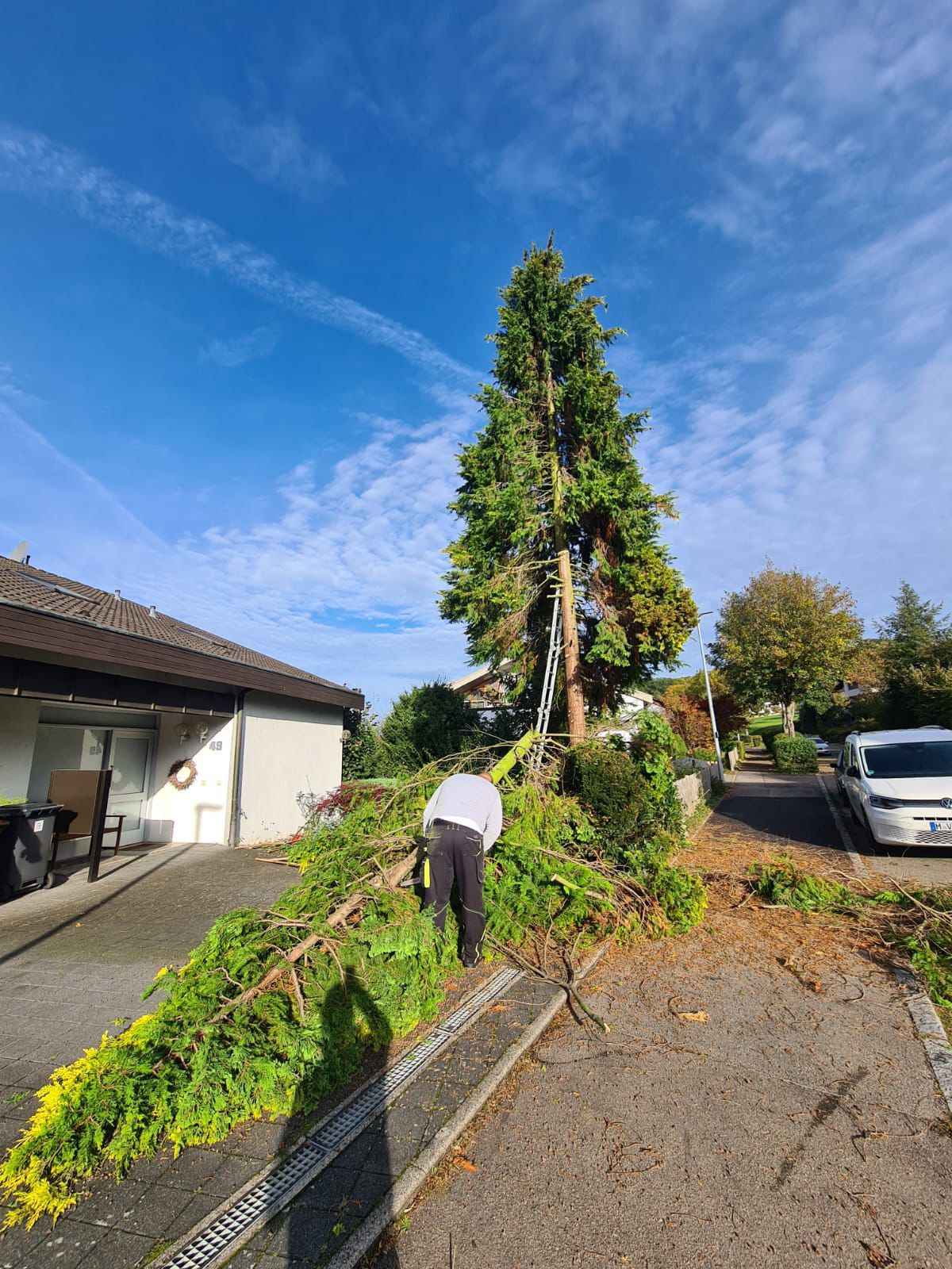 Gehölzschnitt an einem hohen Baum
