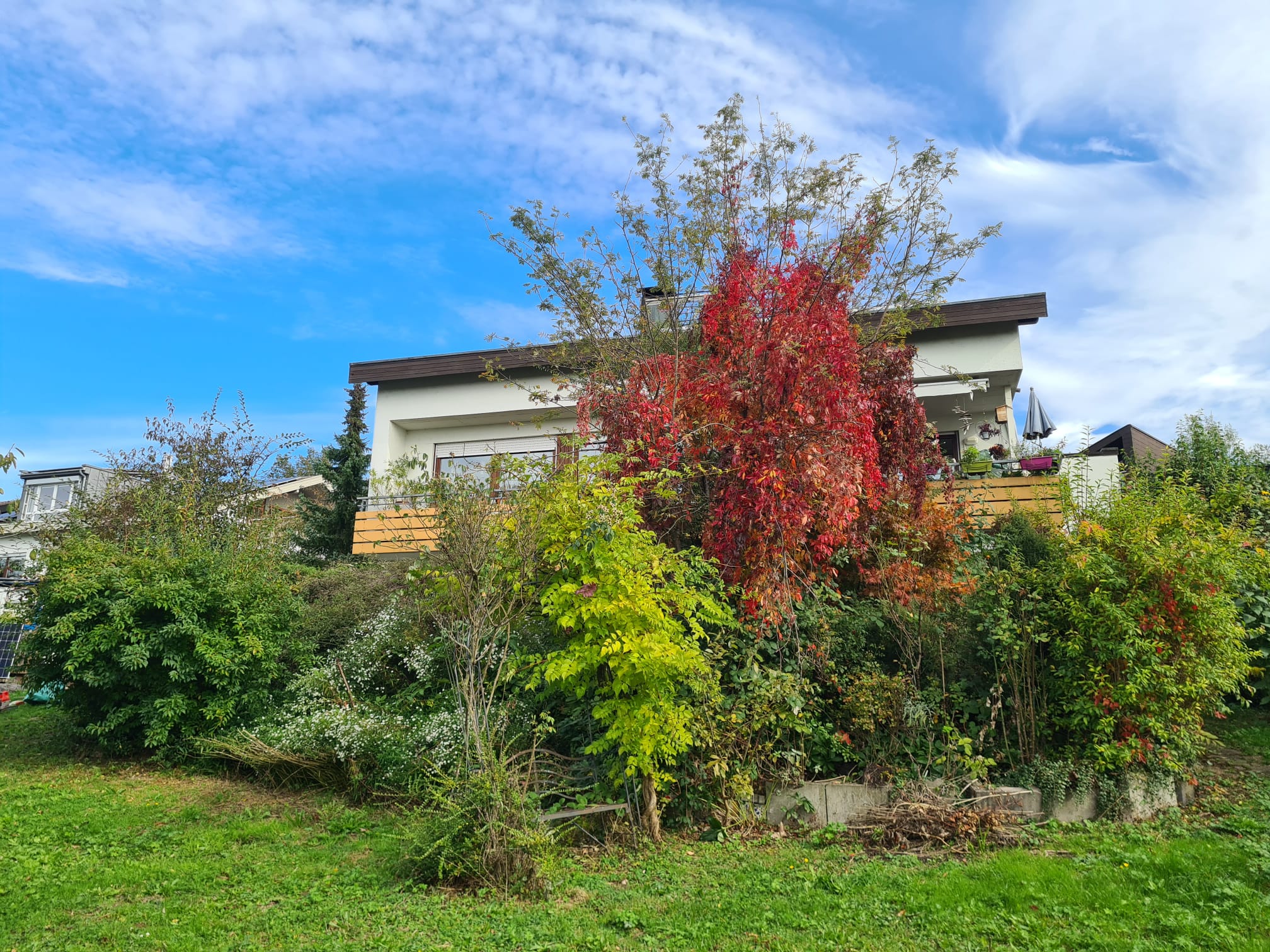 Zweiter Gartenbereich vor der Pflege