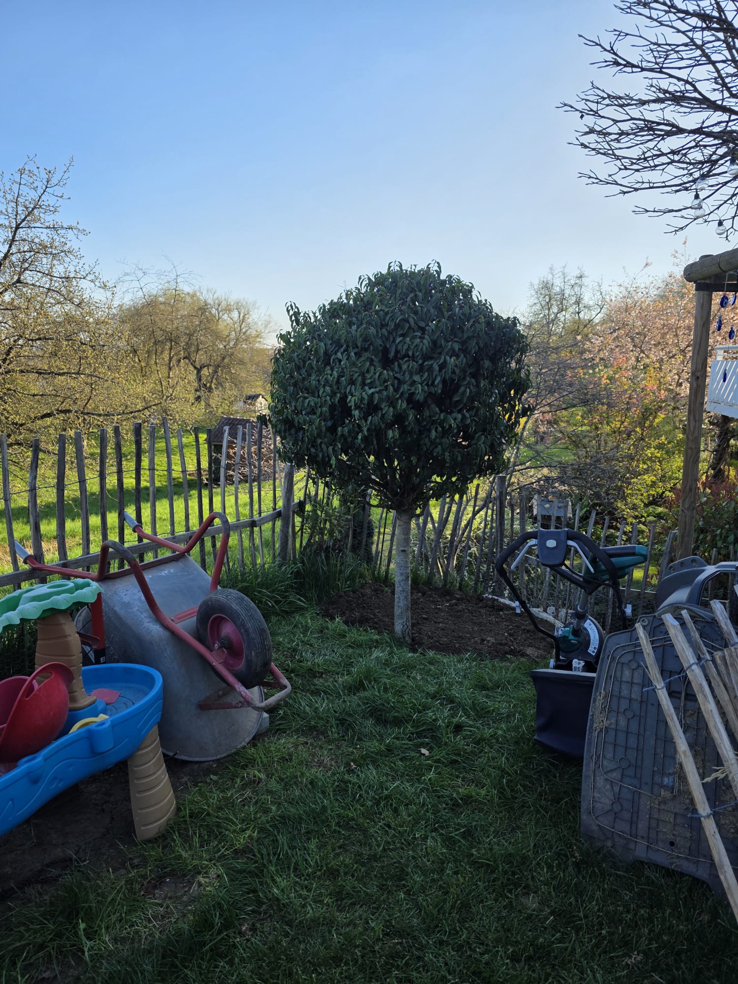 Baum und Gartenbereich vor der Pflege